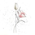 Tampons transparents - SO' FLOWERS - LIENS NATURELS
