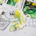 Tampons transparents - SO' CELEBRATE  : LES LOTUS