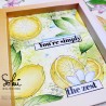 Tampons transparents - SO' FIZZY  : BRANCHE D'OLIVIER